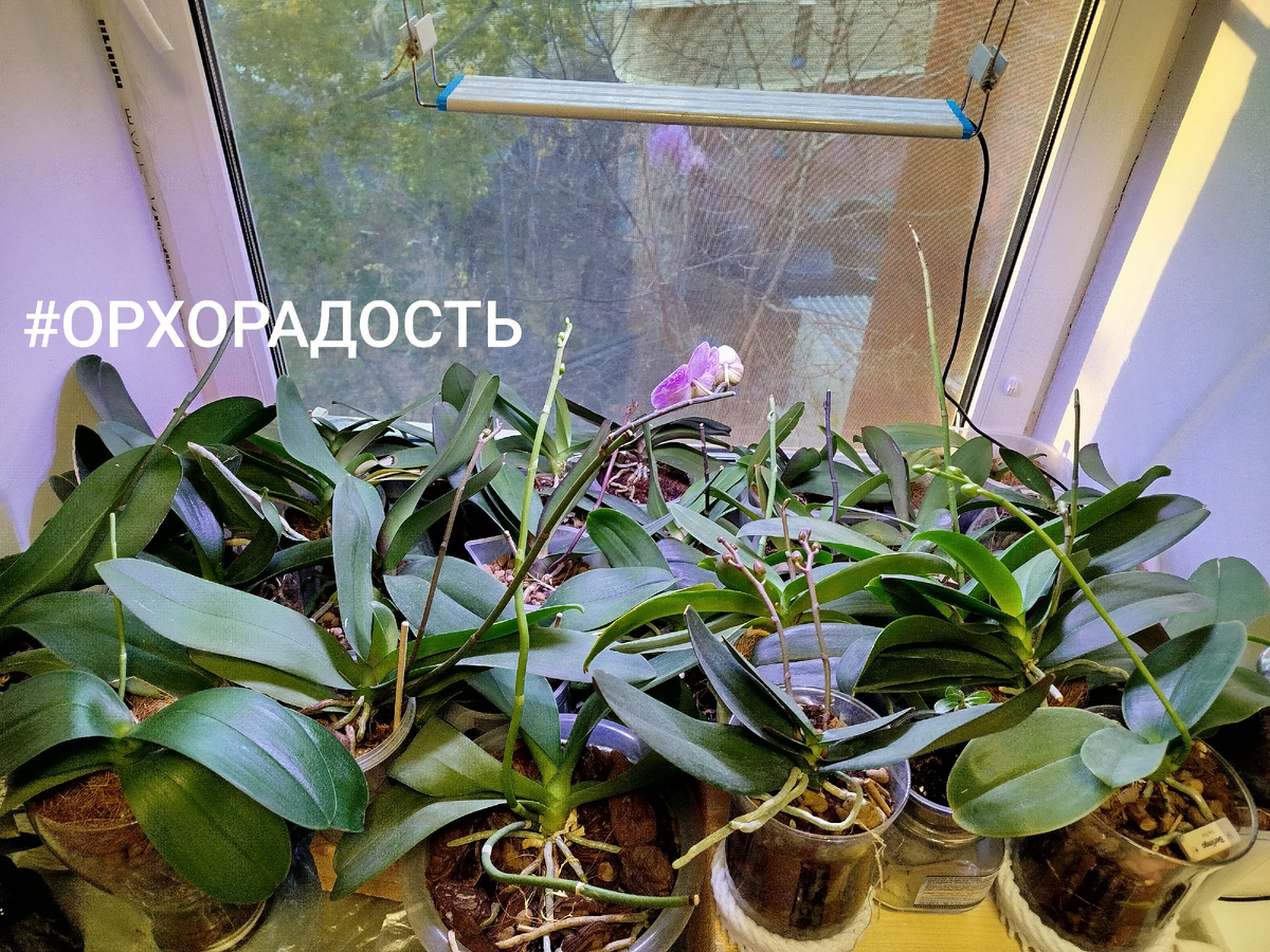Аквариумная лампа на работе в первый год увлечения орхидеями