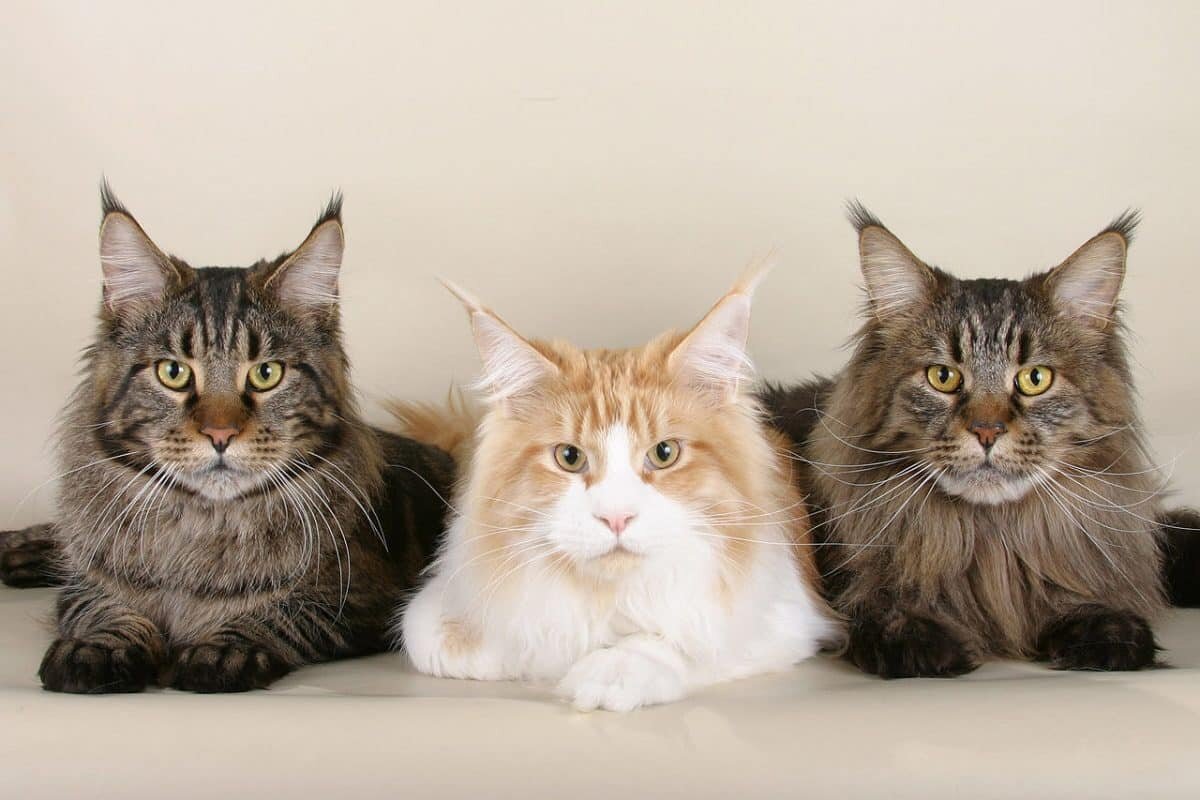    Коты породы мейн-кун / © Ankord, Wikipedia