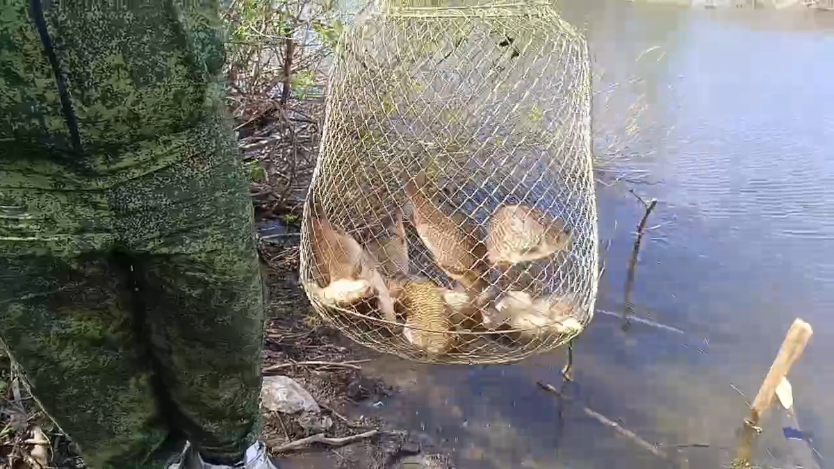 Караси