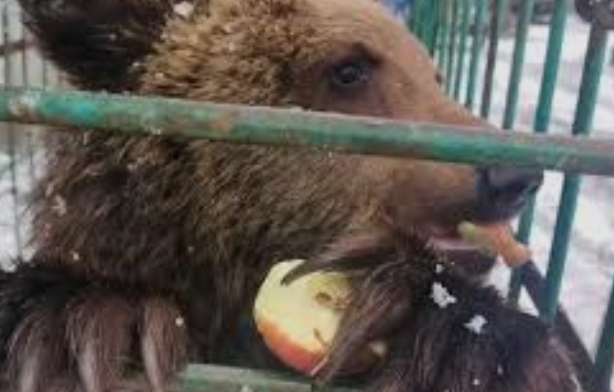 Медвежонок Ёжик