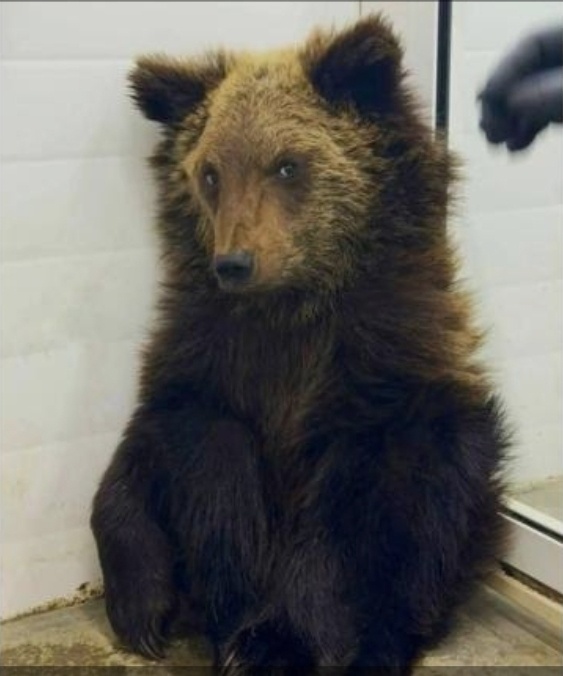 Медвежонок Ёжик 