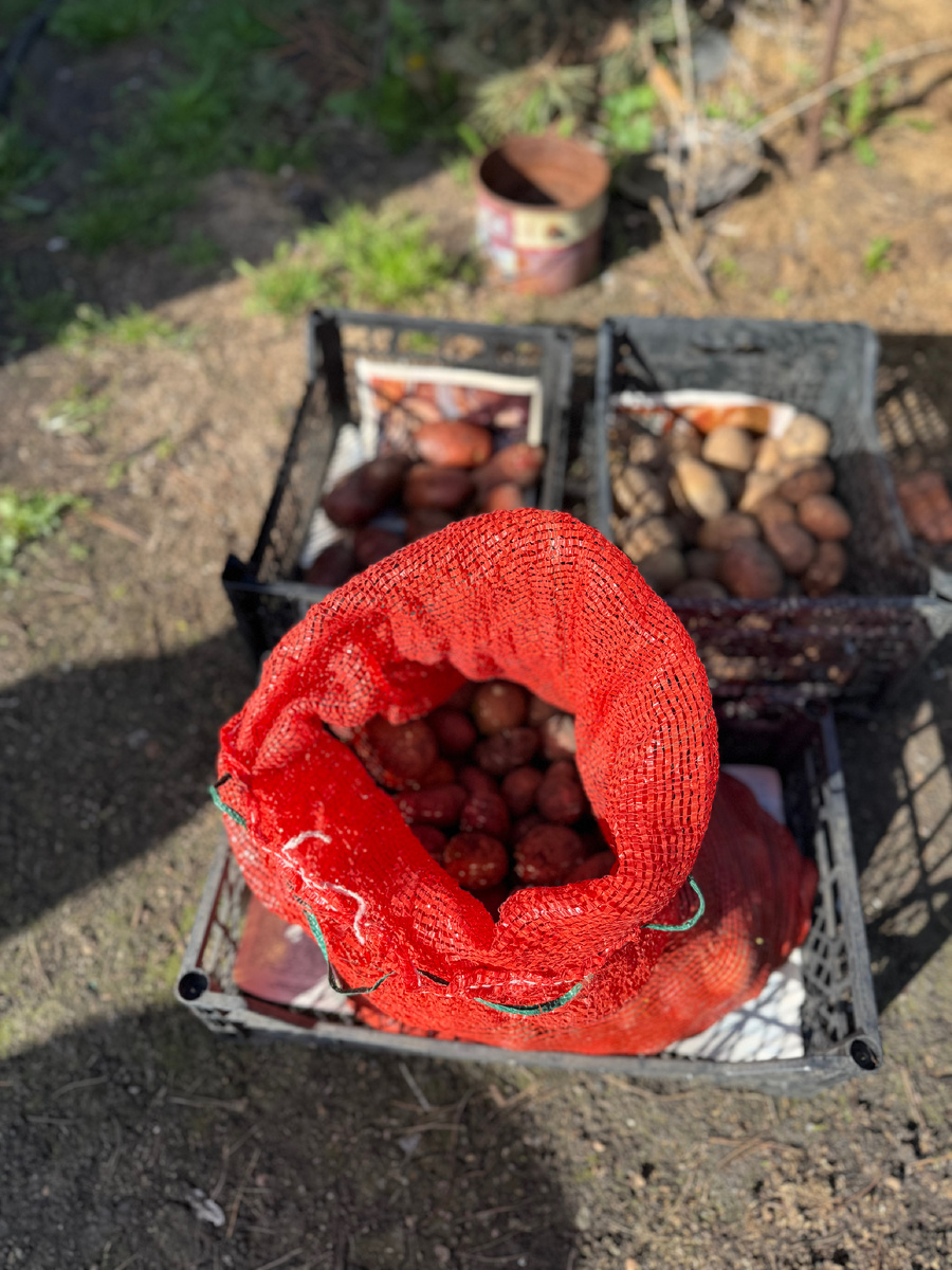 🥔🌱