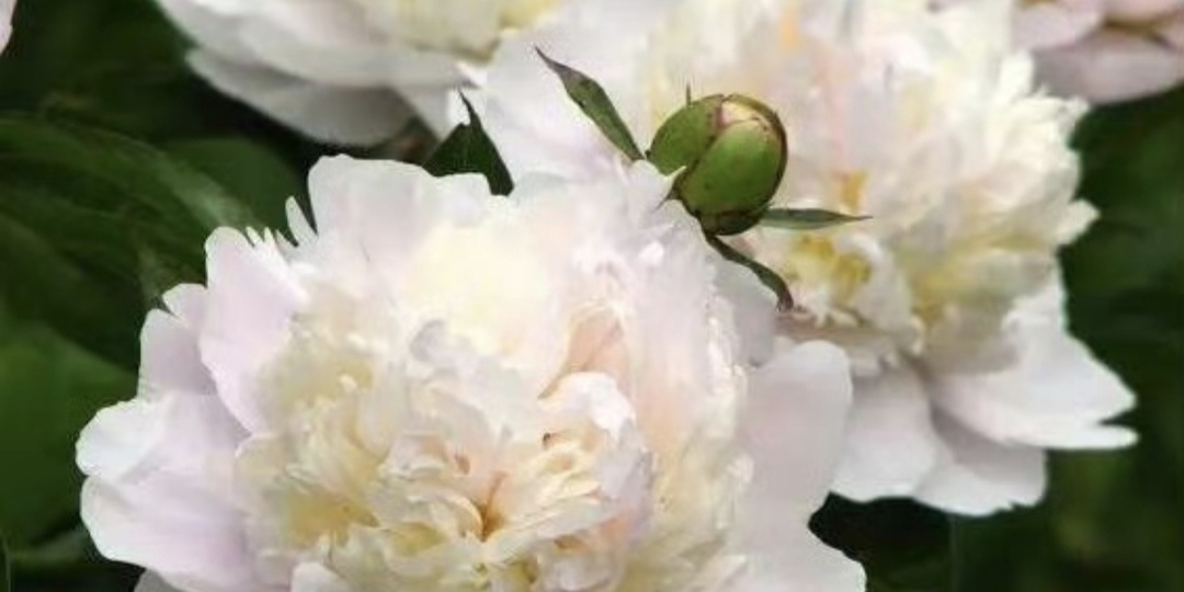 Китайские актеры Ван Юйвень, Юй Ши, фотосессия для Dior и пионы.