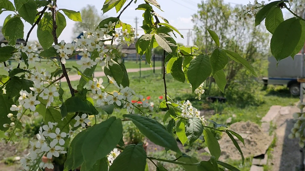 Черемуха начала цвести