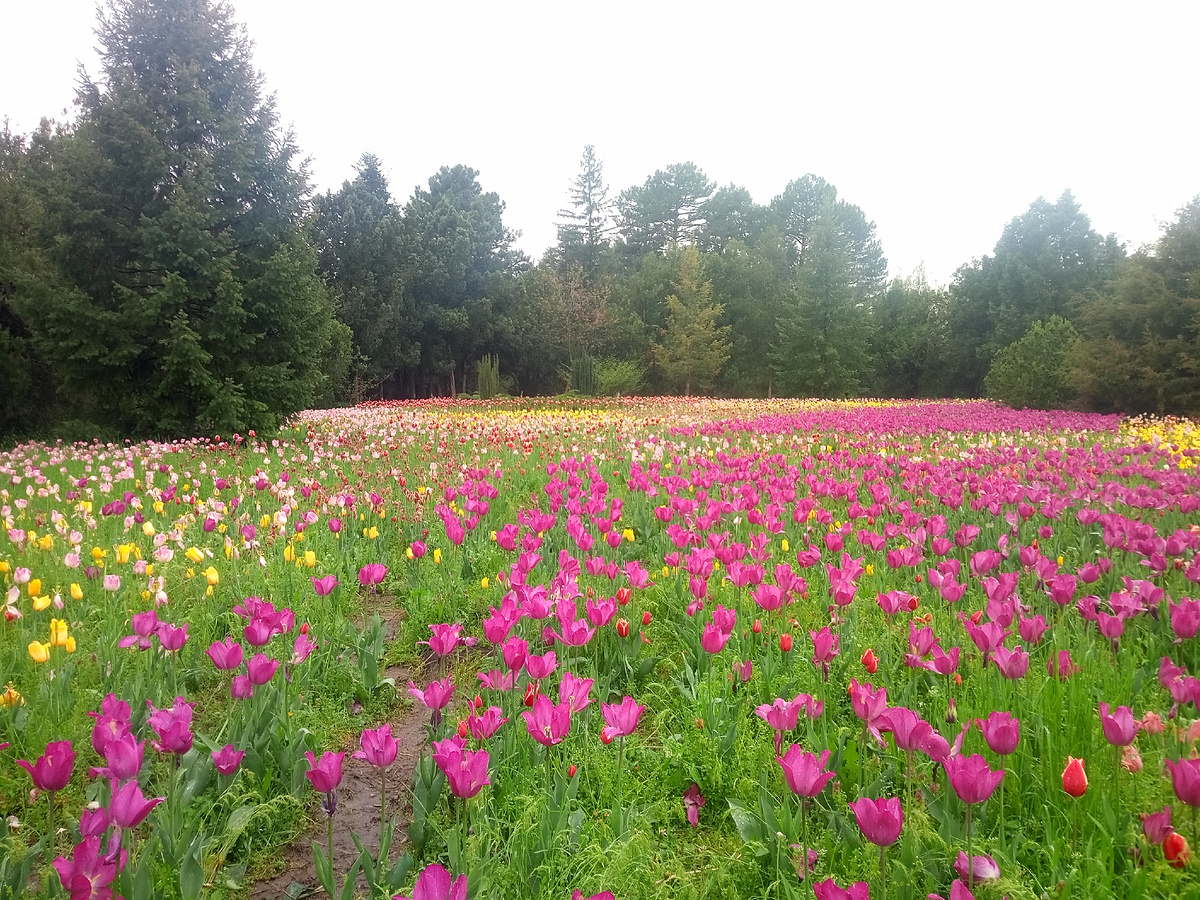Ботанический сад весной 2026 года (Botanical Garden in spring 2026)