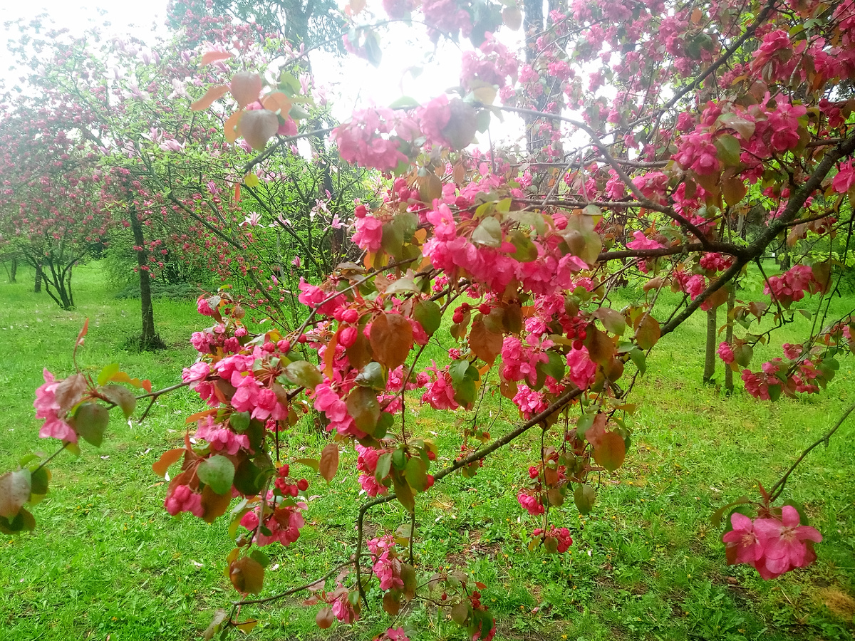 Цветущие розовые деревья в Краснодаре (Krasnodar trees in pink blossom)