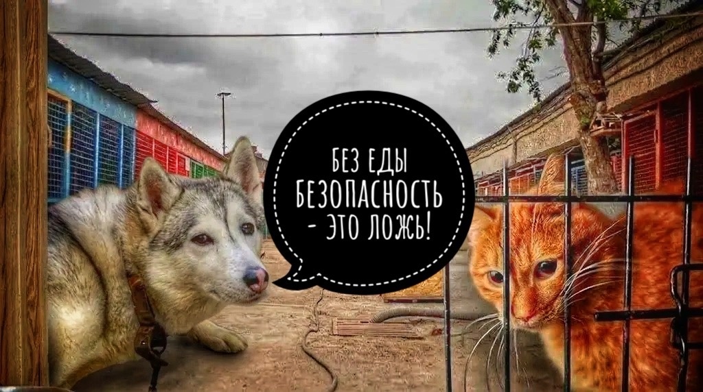  Мы шептали: «Теперь всё будет хорошо». Но, сегодня в приюте голод!