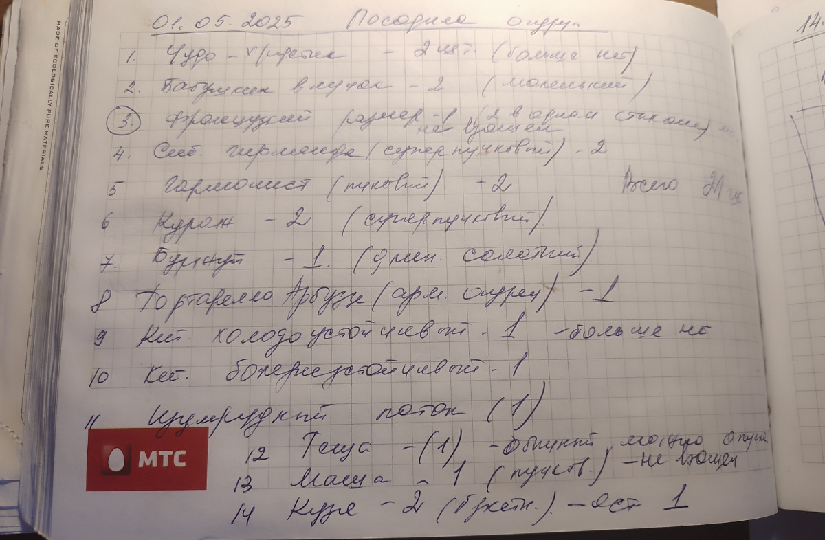 Здесь всё, что я сажала в прошлом году.