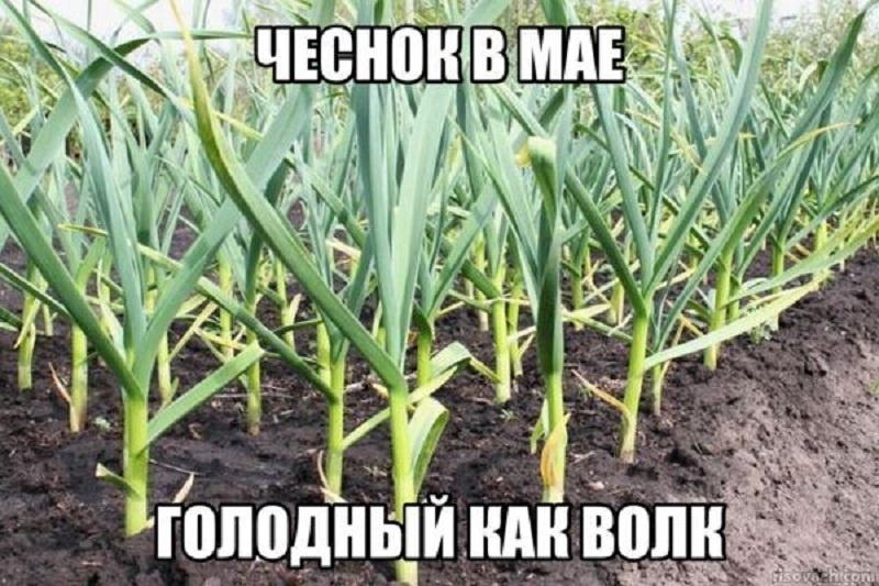 Кончики желтеют, а голова не растет? Просто он голодный. Две чемпионские схемы подкормки озимого чеснока в мае