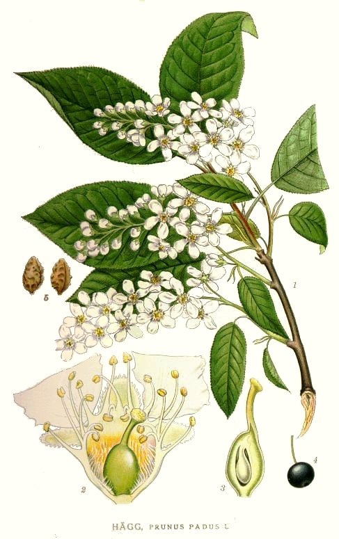 Ботаническая иллюстрация из книги К. А. М. Линдмана Bilder ur Nordens Flora, 1917-1926