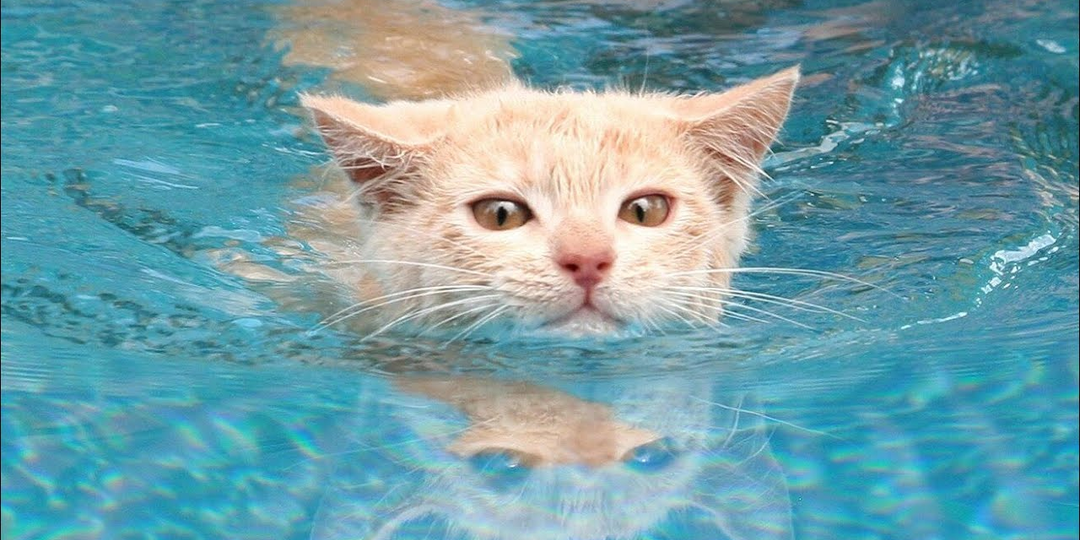 🐱 ТОП-5 пород кошек, которые не боятся воды и даже любят купаться