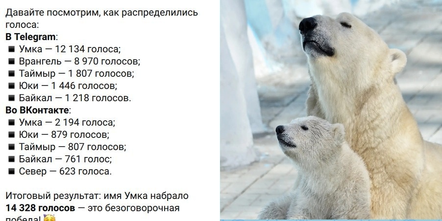 Результаты голосования за имя для медвежонка белого медведя в Новосибирском зоопарке, 2026 год. Фото: канал в MAX Новосибирского зоопарка
