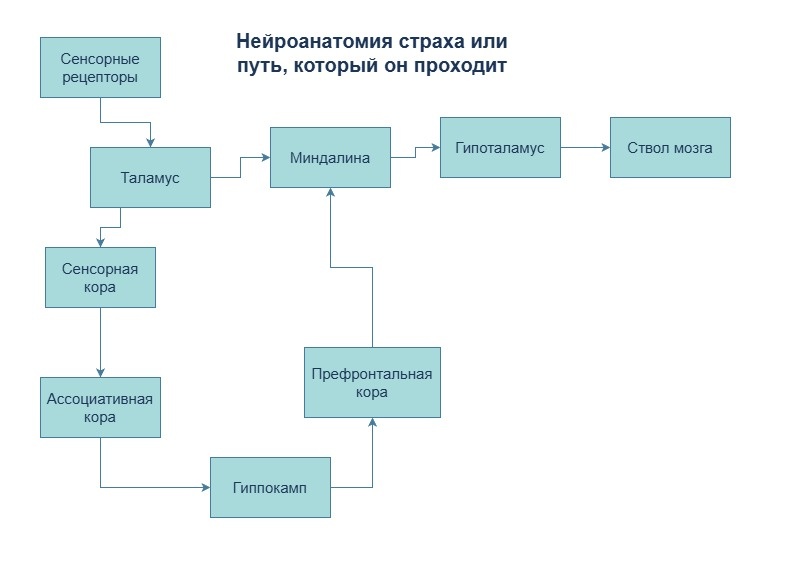 Нейробиологический путь страха