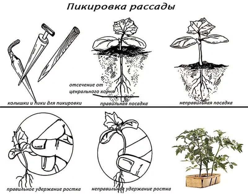 Как правильно пикировать рассаду перед высадкой: экспертное руководство для дачников 2026