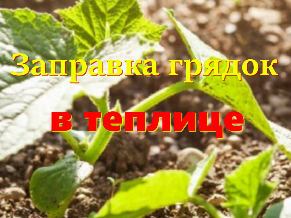 удобрение для теплицы
