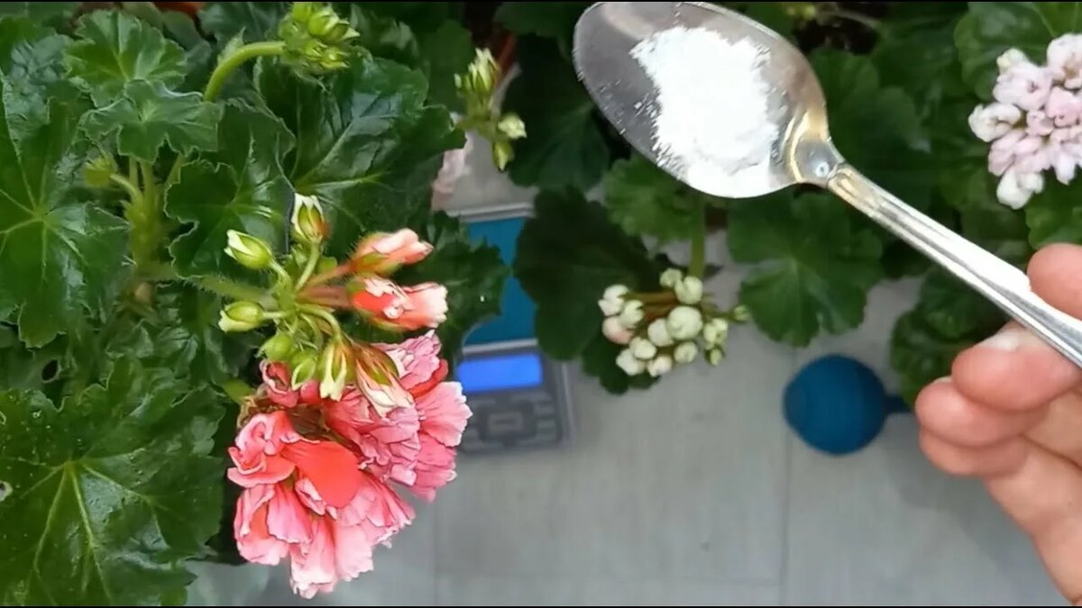 Как правильно удобрить пеларгонию в мае для яркого цветения?