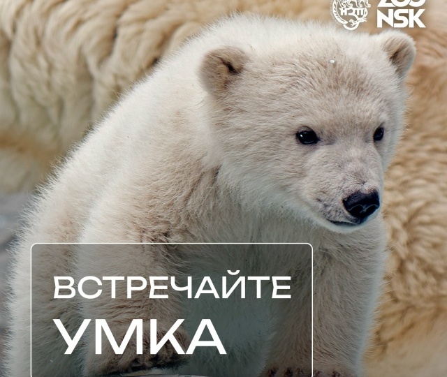 Объявлен победитель голосования за имя белого медвежонка!
