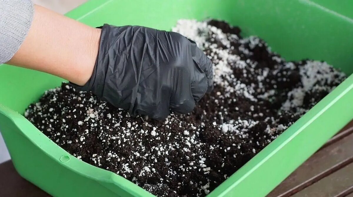 Как подготовить питательный грунт для рассады цветов в домашних условиях?