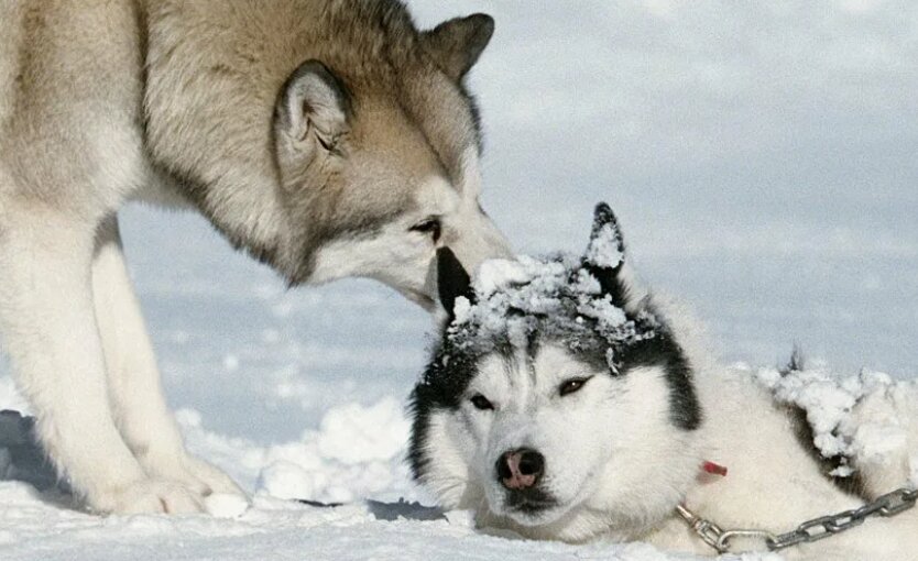    Кадр из фильма «Белый плен» (Eight Below)