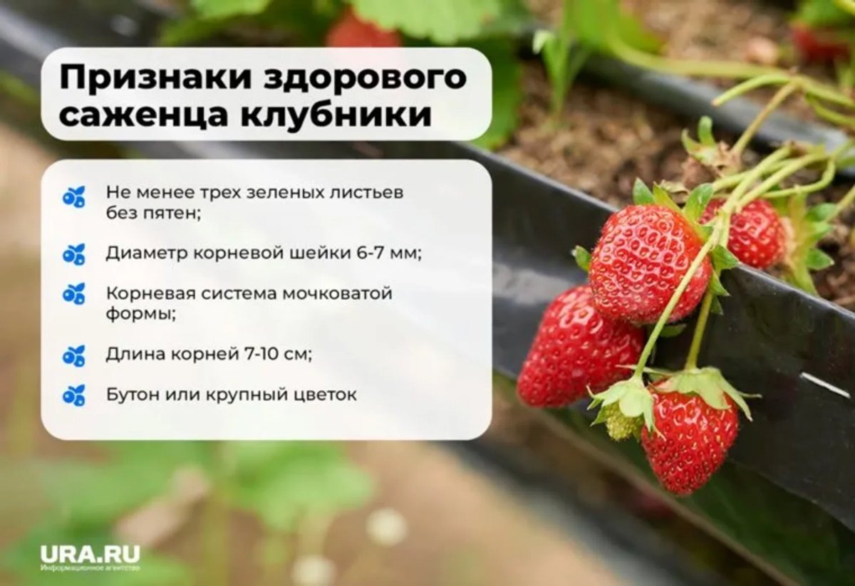    Саженцы долны быть здоровыми