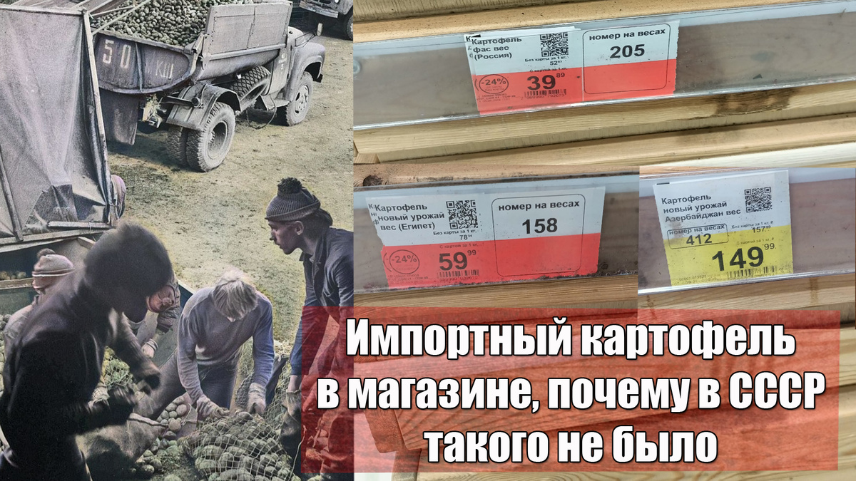 Проще уничтожить, и почему нельзя продать отечественный картофель 