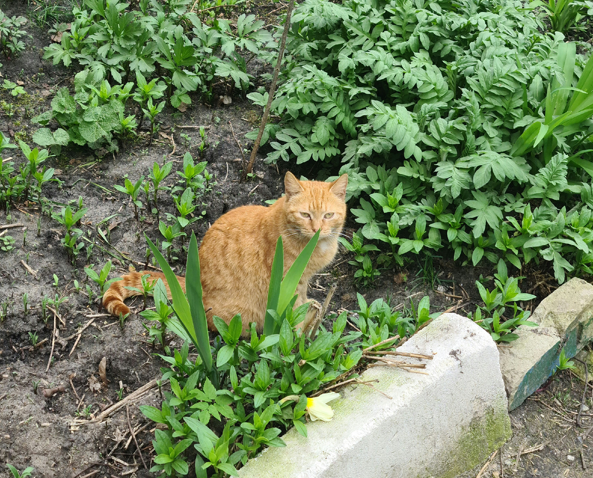 Коты под небом это еще одна магия, которую никто не тронет, не разгадает, не сможет понять. Никто не раскроет и не откроет, коты это избранная тайна, они все нестандартные. Боже охраняет всех котов и не позволяет кому попало вмешиваться в котейские процессы земные и природные. И можно еще добавить божье слово на них "Аминь".