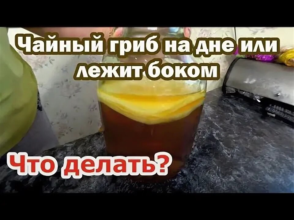 Если чайный гриб опустился на дно