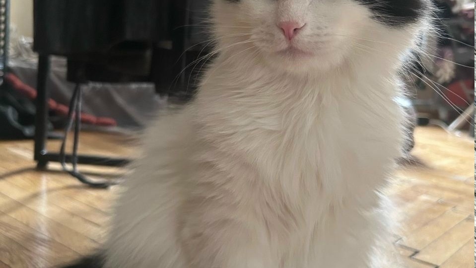 🐾Приветик из дома от нашего выпускника Шарля😻