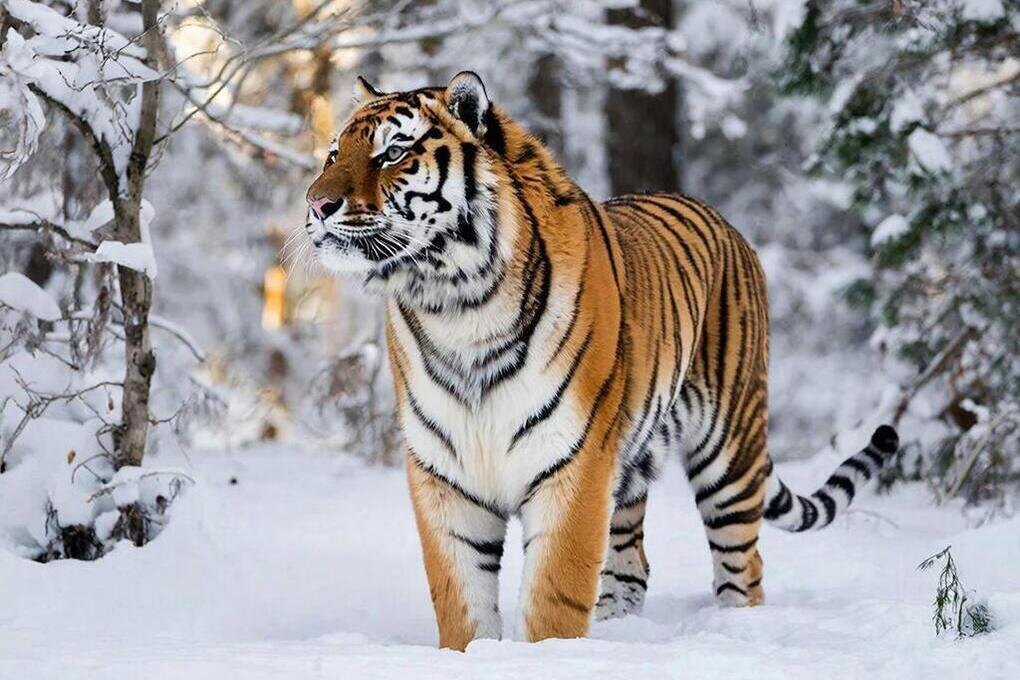 "Я страшный?" Источник: mk-amur.ru