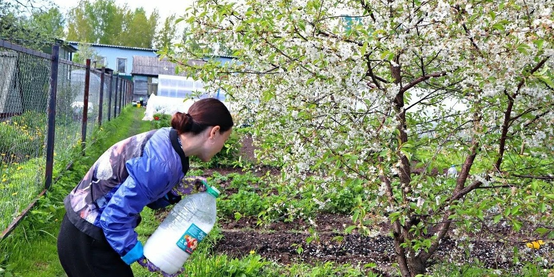 Чем подкормить сливу и вишню в мае чтобы завязалось много плодов?