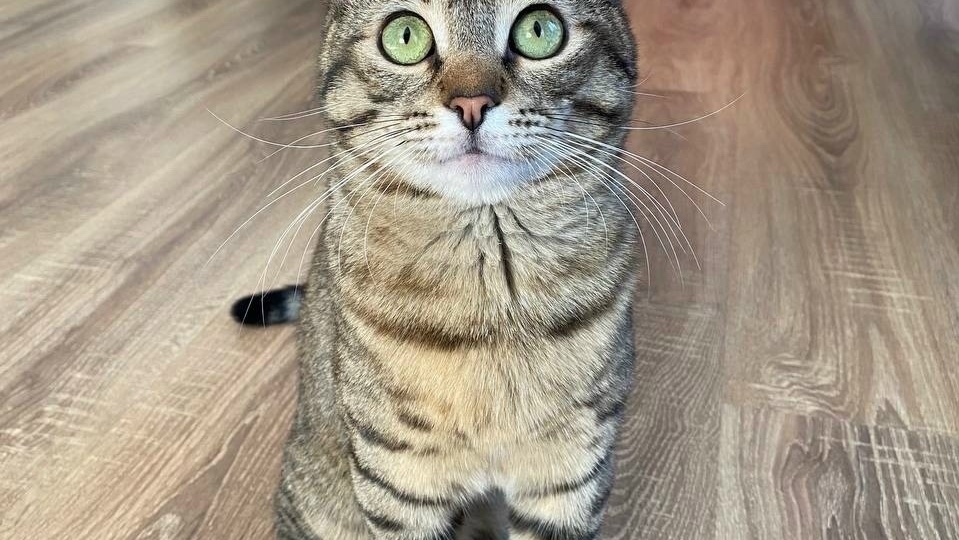 🐾Приветы из дома от наших выпускников🐈🐈