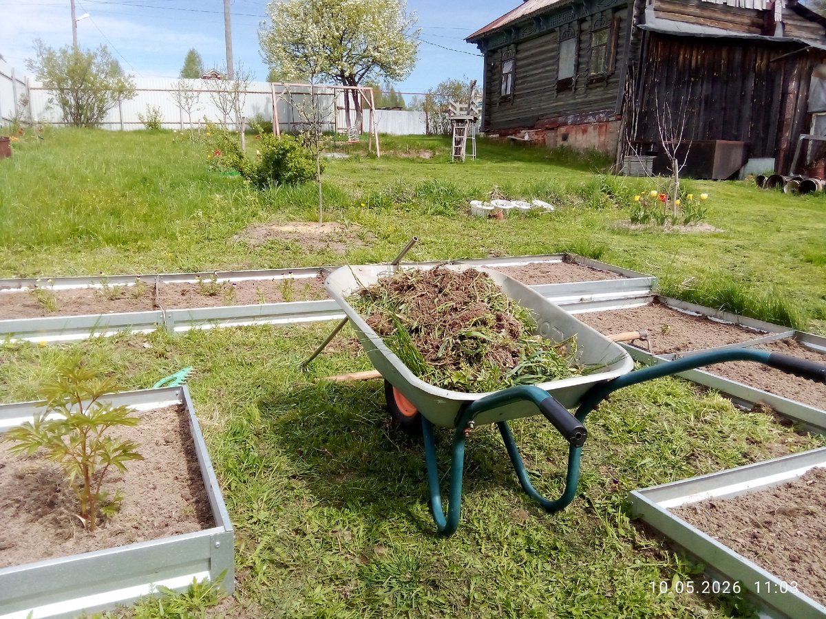 Вид от теплицы на огородик и дом. Груша в цвету, мамины тюльпаны) и трава свежескошенная, правда, не везде еще успели)