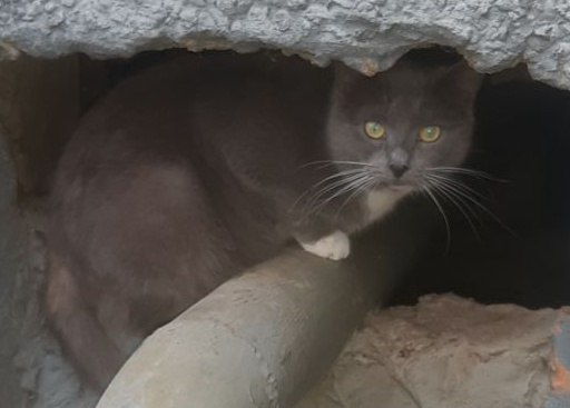 Машка — кошка из Балашихи, которая ищет дом. А здесь она пока ещё просто ждёт свой обед, даже не подозревая о том, что может стать домашней.