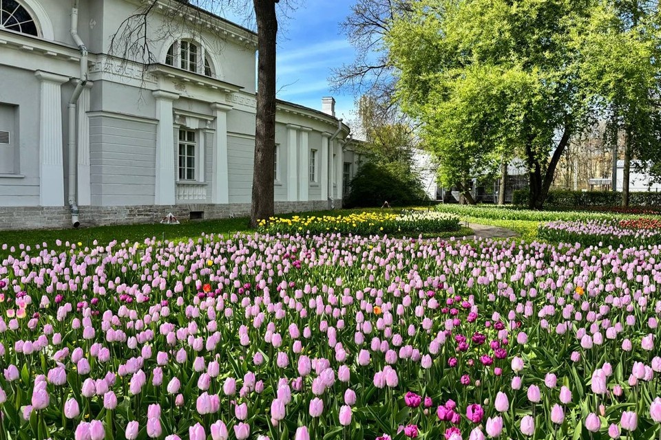    В Петербурге состоится фестиваль тюльпанов. Фото: https://t.me/Piotrovsky