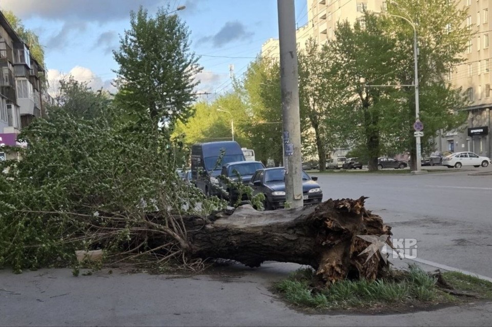    Работа сетей была нарушена из-за шквалистого ветра, уронившего деревья на провода Ольга ЮШКОВА