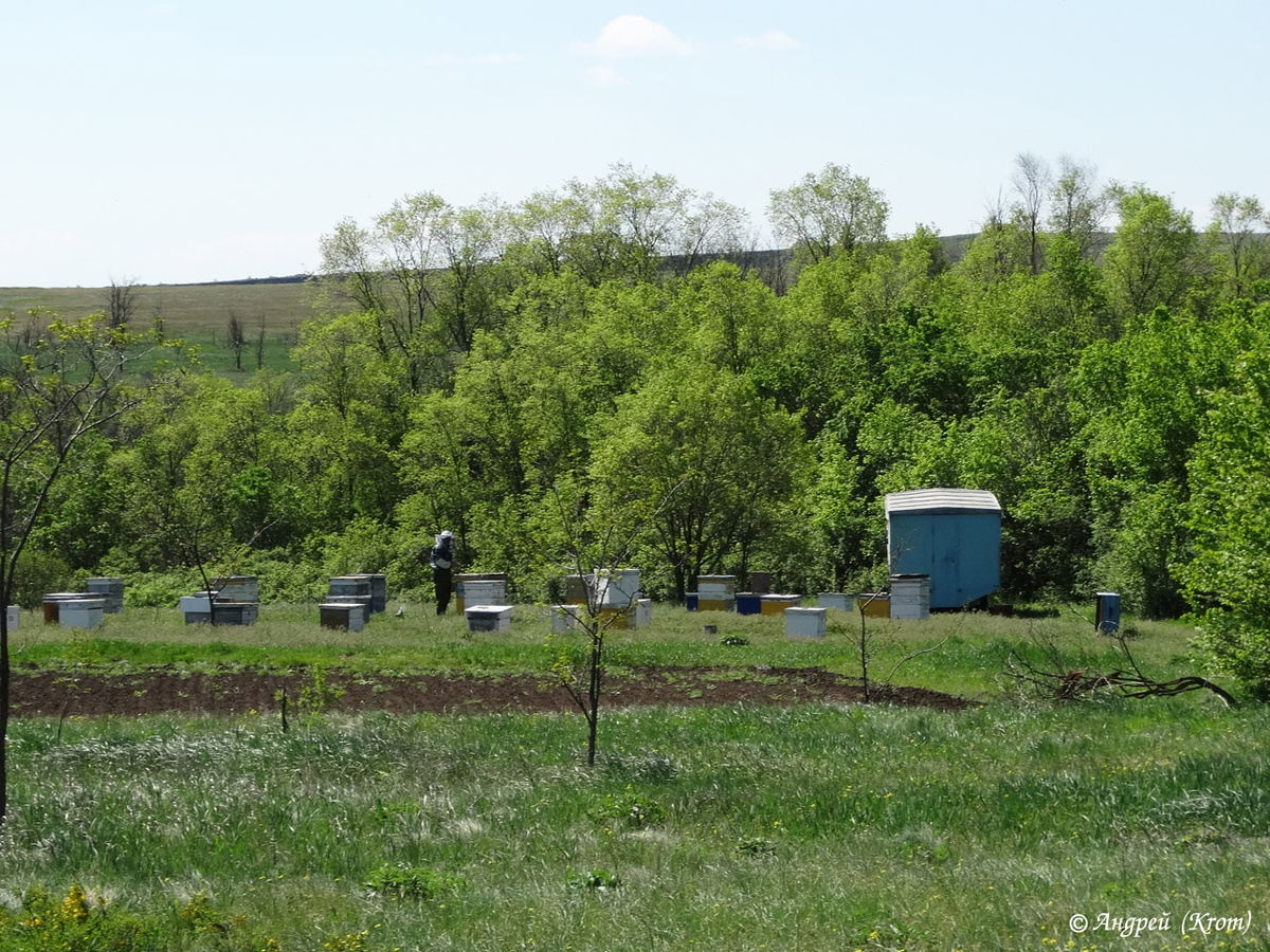 Пасека в глухой местности