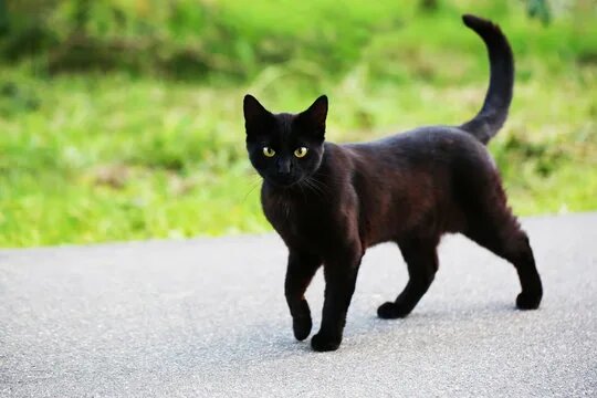 Кошка Луна