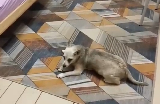 Домашний Куки