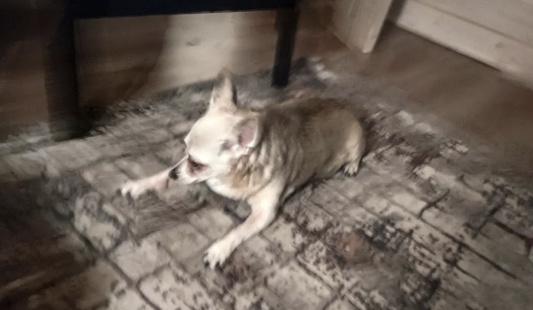 Хозяин нового дивана.