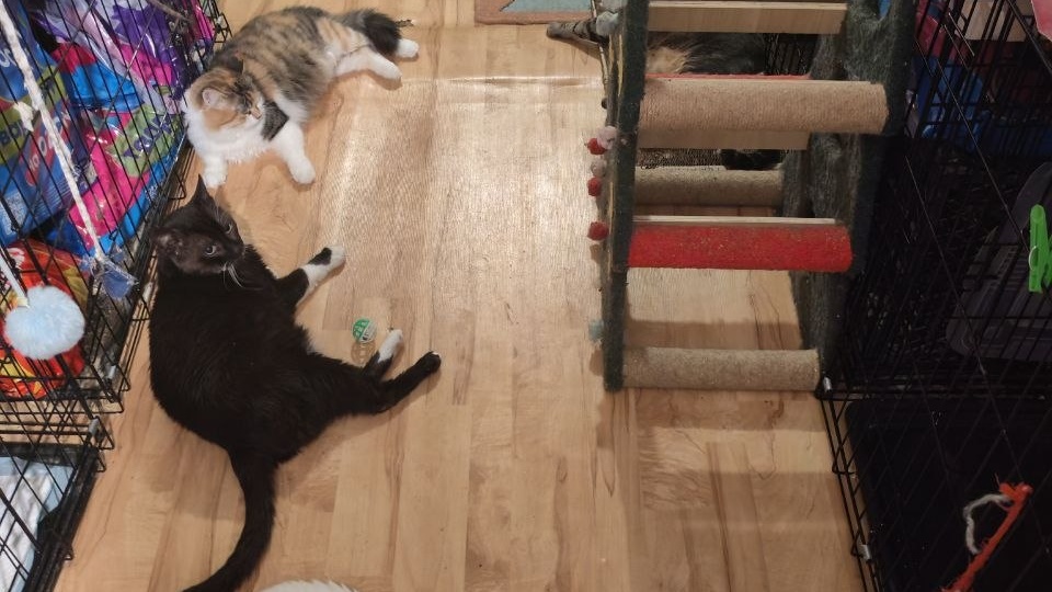 Котики