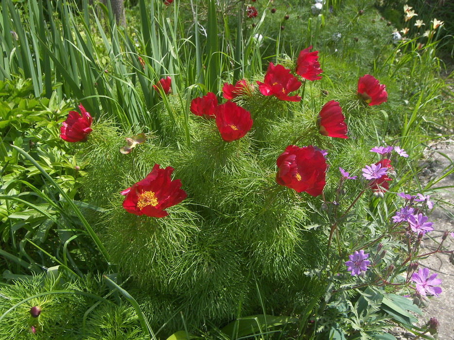 Paeonia tenuifolia "Serbia" Пион тонколистный "Сербия".