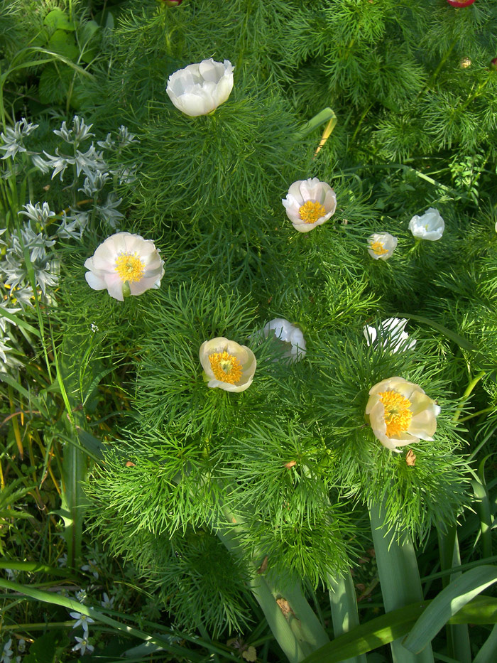 Paeonia tenuifolia "S2009" Пион тонколистный "С2009".