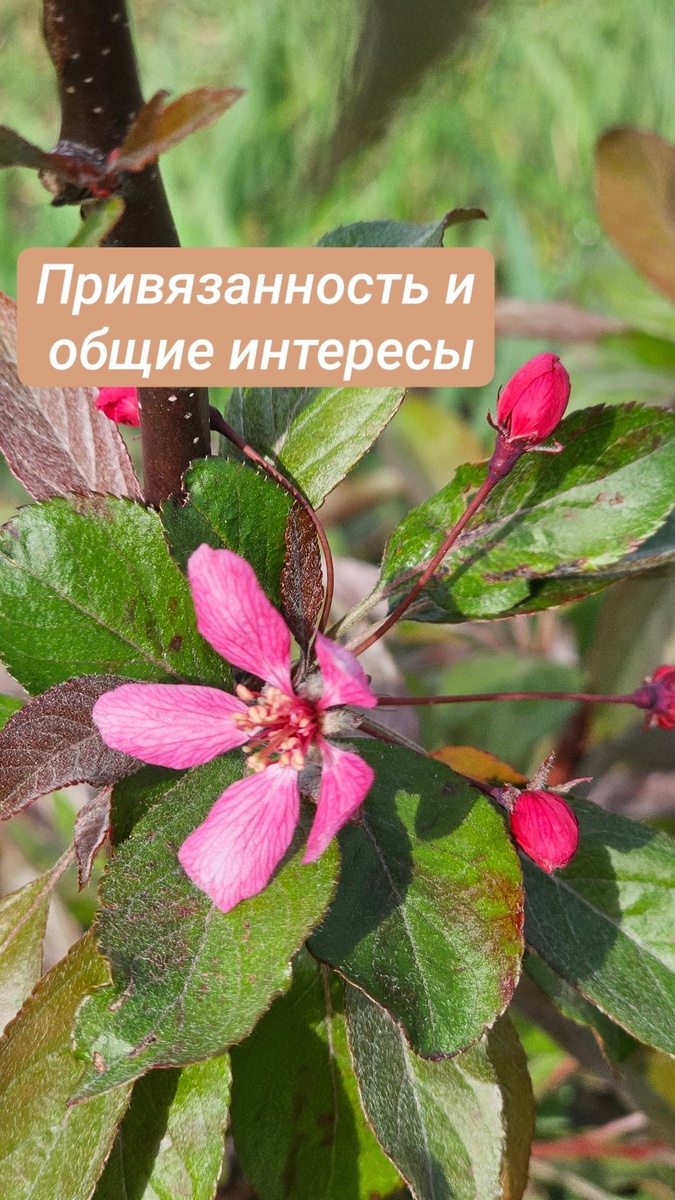Привязанность и общие интересы как замена любви.
Привязать когото, связать себя с кем то (связать узами брака - фраза далекая от того, что ценно проживать).
Узы , связки, привязки не дают свободу(не равно вседозволенность), не дают творить в формате взаимоотношений(не вытворять)..и не дают место истинной поточной любви.

Интерес относится к внутреннему ребенку. Именно в нем рождается то чувство, что мы называем интересом. Включенность, любопытство..
Ценности - это уже иное,зрелое, когда то начавшееся с интереса. Свой интерес - это личное дело внутреннего ребенка. Да, дети играют по интересам друг с другом и может возникать желание "я хочу играть с близким в одни игры по интересам". Это естественно, главное, чтобы не становилось условием любви. 
Ведь можно знакомиться с интересами друг друга, обогащаться, признавать право на существование, делать выбор о взаимоотношениях сердцем* и если интересы второго совсем не вписываются , то и смысл тогда дальше что то развивпть. 
Интересы штука непостоянная, сегодня одни, завтра другие, вн.ребенок исследует мир по интересам. А вн.взрослый способен направлять, внимание этой части себя обращать, давать элемент игры, познания...

Когда интересы в букете с любовью, а не строгий приоритет, тогда они звучат*  иначе.
И без привязок. А то потом отвязываться сверхбольно, ранимо, зависимо.
Да и быть на привязи , подменяя этим свободные волю и выбор ❤️- не лучшая идея для ра_зумного человека.

Разотождествление с привязками , с привязками к интересам, с восприятием "интерес=я" даст куда больше свободы творить любовью взаимоотношения и себя в них, коли "душа зовет" по какой то причине. Причин, направленных на проживание, допроживание, преобразование может быть множество. И ценно все их прожить любовью.
