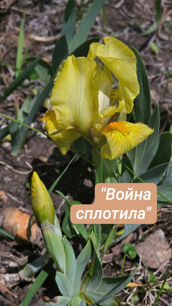 100% вы слышали эту фразу.
Какая катастрофичная искаженность в конфигурации у большинства людей, что на сплочение вдохновляет, мотивирует, подталкивает, напоминает, пробуждает какая то жесть в проживании.
Это очень низкий уровень самосознания, эволюционности, веданий, любви...
Ведь истинное единство оно есть! Просто есть.
Как и любовь.
Не надо ничего делать для естественного.
Но ценно мноооого работать, трудиться над собой для расхламления, порядка, осознанности, чтобы единство проживалось не слепо, а в пробужденности, в любви, помня, чувствуя, видя, ведая , что мы все неотделимые "фрагменты" единого.
А если фрагменты объединяются только "лопатой"... лопаты*, кстати, это не тирания Источника и не про то "как он это допустил". Лопаты* - это такие будильники, которые начинали звенеть намного легче сильно раньше ..может несколько жизней назад даже...и все эти "войны" как толчек к пробуждению..вот только слабо люди будятся, вернее потом не растут в должной мере и не эволюционируют, когда становится хорлшо, засыпают снова...раз требуются лопаты снова и снова.. а славян особенно будить и будить к истинной силе  заложенной...искренне верю, что из глубин сердечных центров пойдет таки импульс..

Чтобы не было лопат, ценно пробуждаться и пробужденным расти,не засыпать, когда полегчало...вот такой простой трудоемкий дисциплинированный рецепт... вместо того, чтобы с неким романтизмом вспоминать войны "как они объединили людей однажды"..и это в перспективе не сильно то помогло...

❤️