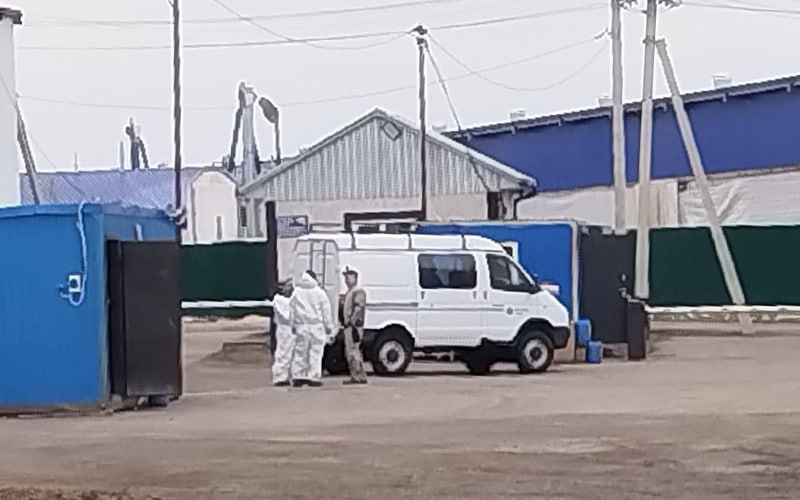Руководство кузбасского животноводческого комплекса назвало, чем болен скот