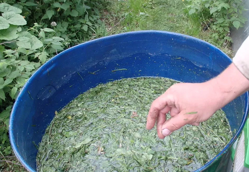 Зелёное удобрение — любимое угощение для многих культур на огороде