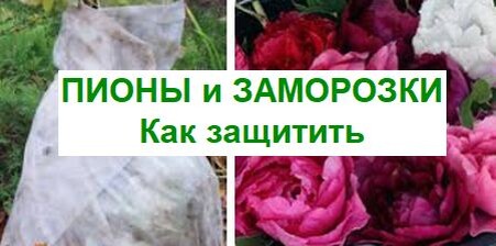 защитим пионы от заморозков