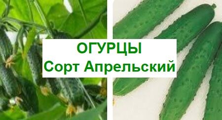 огурец апрельский