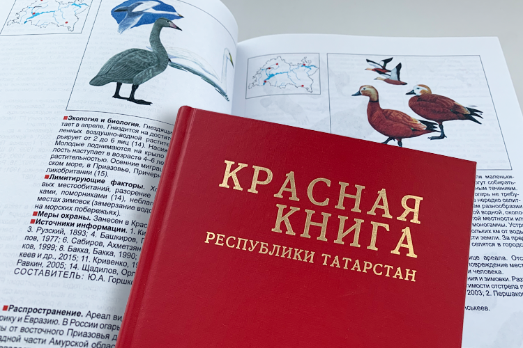    В Татарстане готовят новое издание Красной книги. Предыдущая версия выходила почти 10 лет назад, в 2016-м, а теперь книга впервые появится еще и на татарском языке. В целом новое издание не принесет революционных изменений, но есть некоторые нюансы.   
Фото: «БИЗНЕС Online»