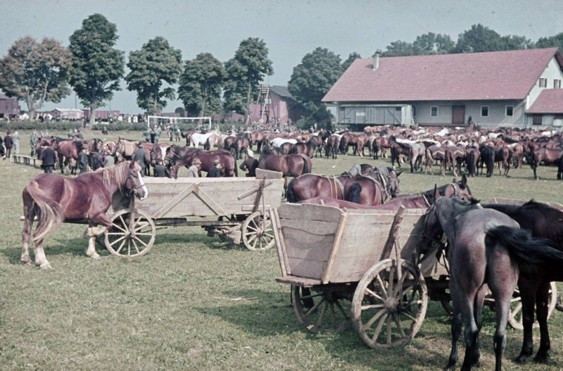 Конный обоз одного из соединений вермахта на учениях, 1939 год.